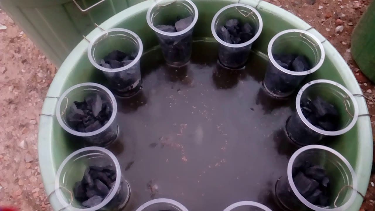 Budikdamber Budidaya Ikan dalam Ember